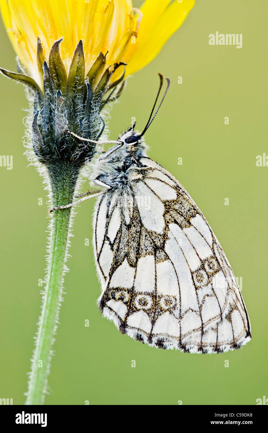Il marmo bianco di appoggio a farfalla sul fiore giallo Foto Stock