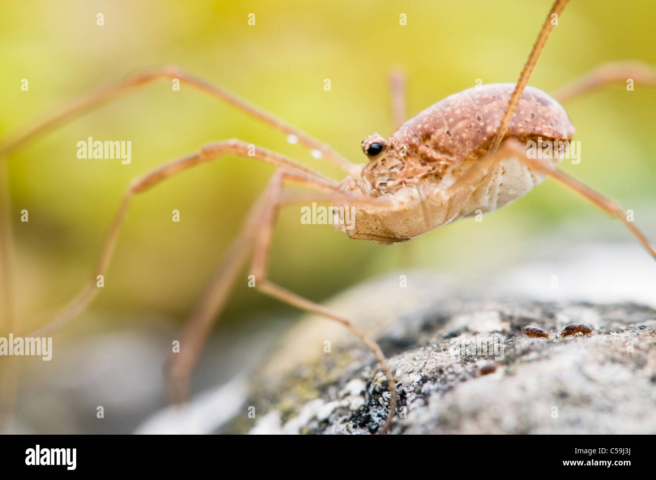 Harvestman close up ritratto Foto Stock