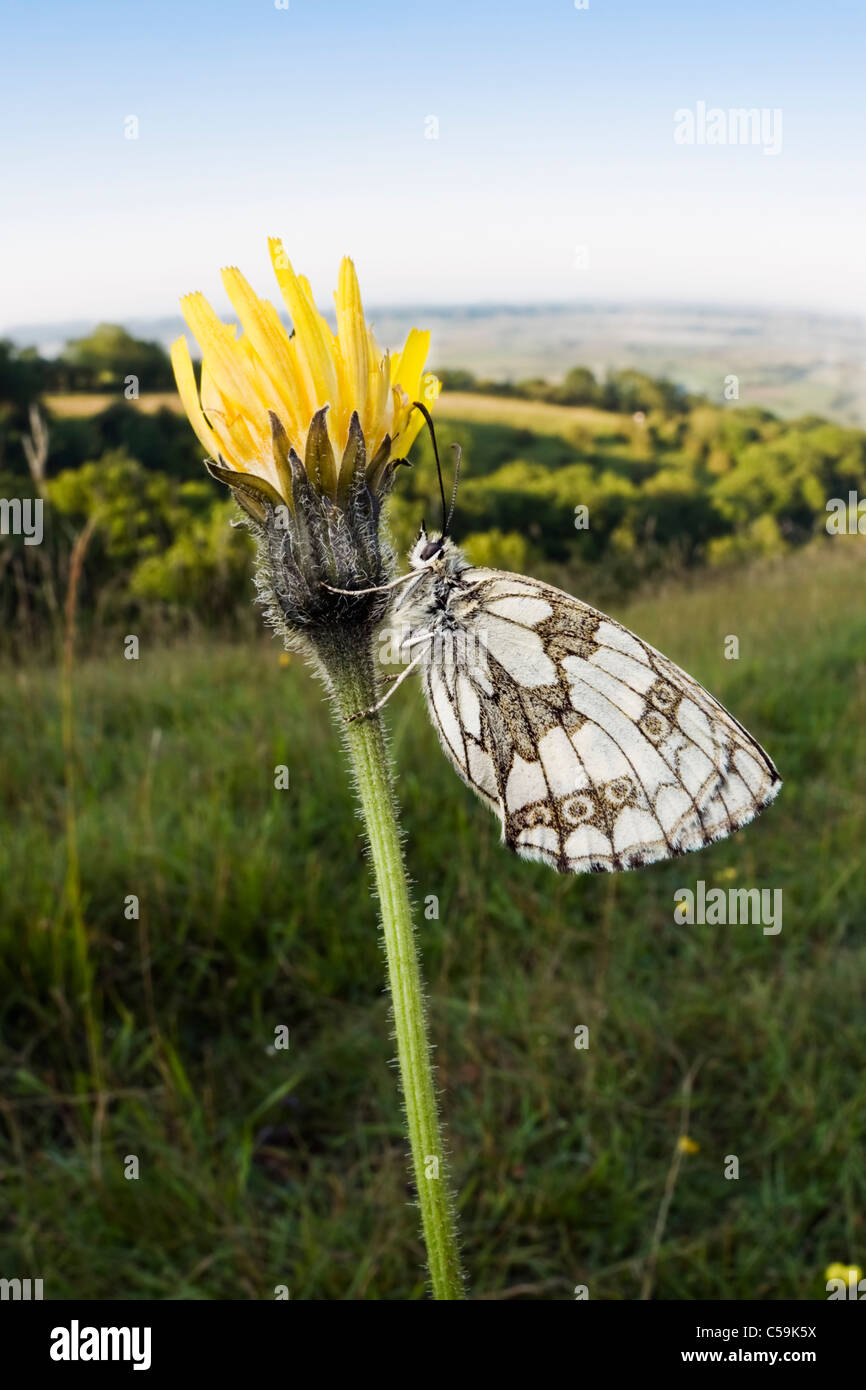 Il marmo bianco di appoggio a farfalla su un fiore in Mendip Hills Foto Stock