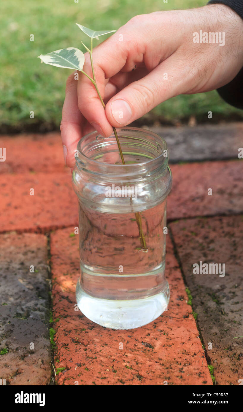 Propagazione nel vegetale di una variegata Fig Tree. Foto 1 di 10: Immissione taglio in vaso di acqua. Foto Stock