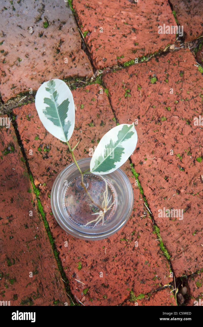 Propagazione nel vegetale di una variegata Fig Tree. Foto 4 di 10: le radici che crescono in vaso di acqua. Foto Stock