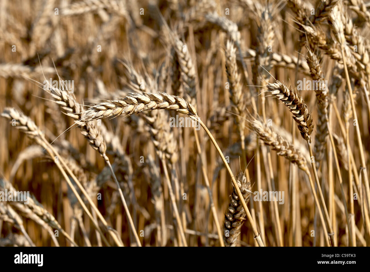 Campo di grano Foto Stock