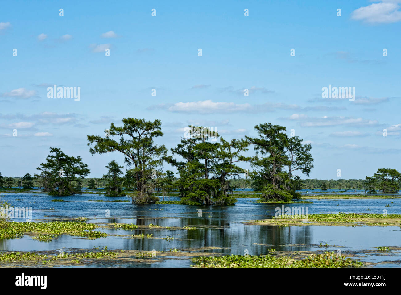 Fiume Atchafalaya paludi vicino a McGee's Landing, Louisiana Foto Stock