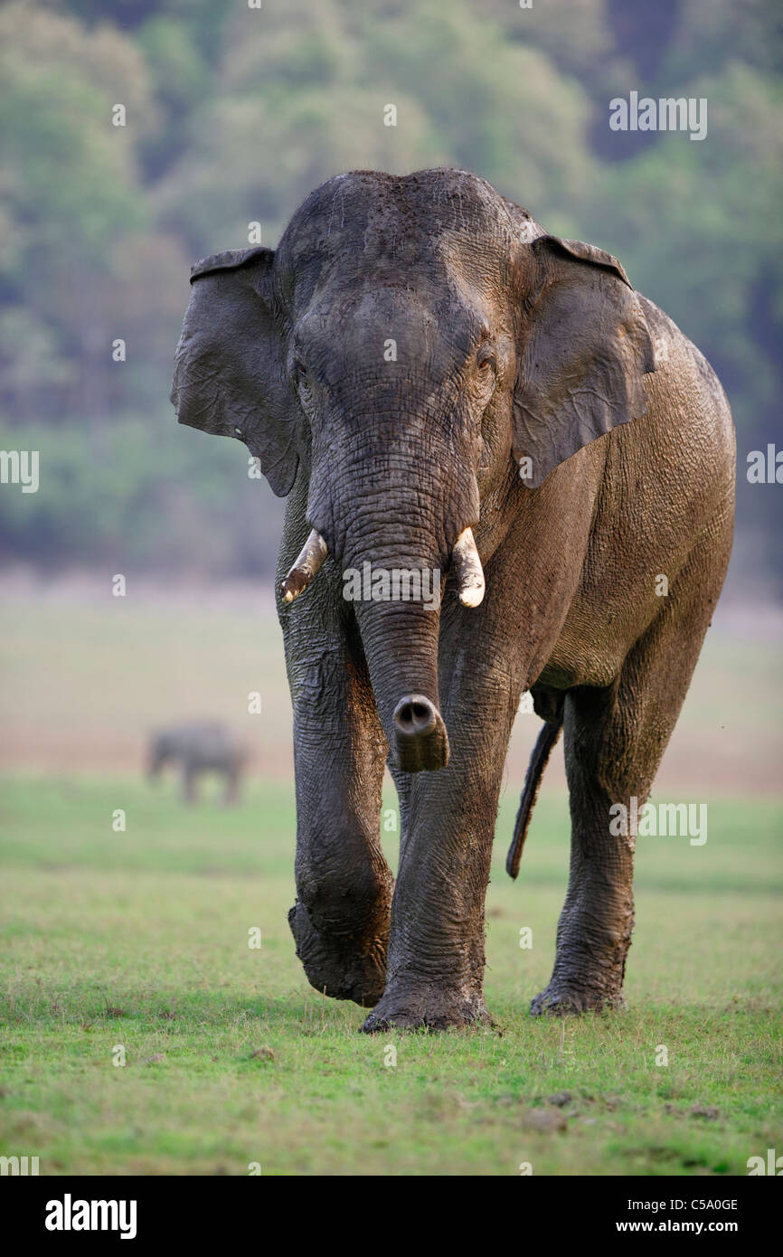 Un selvaggio Tusker Elephant avvicinando verso una telecamera a Jim Corbett, India. [Elephas maximus] Foto Stock
