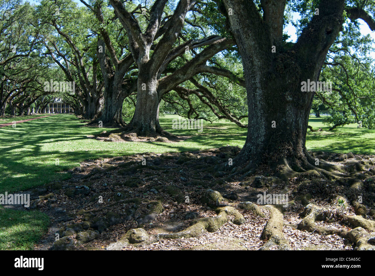 White Oaks a New Orleans plantation Foto Stock