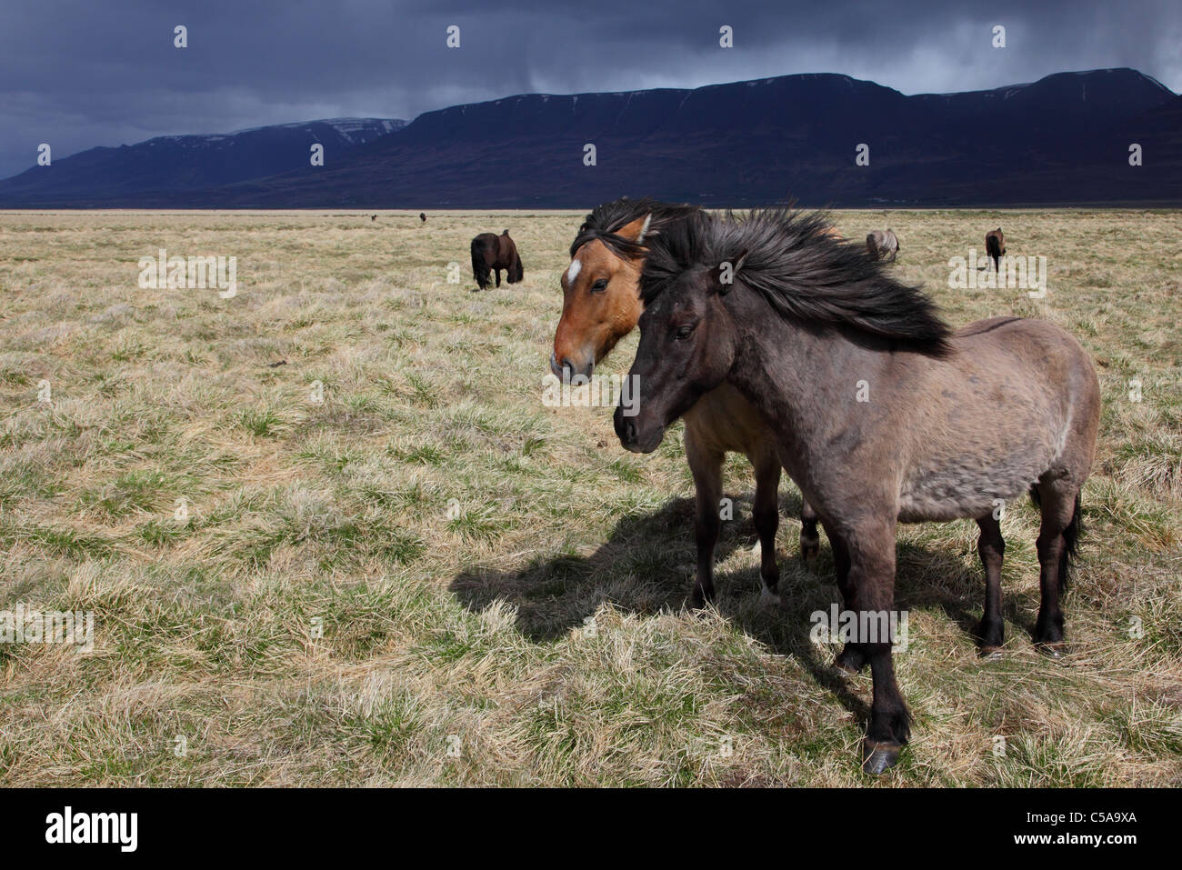 Islandese cavalli, pony Islanda (Equus przewalskii f. caballus) e le montagne. L'Islanda, Europa Foto Stock