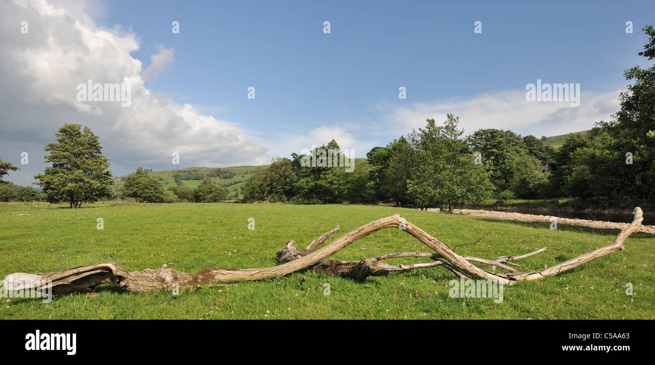 Flood i detriti dalla potente fiume Swale, North Yorkshire, Inghilterra Foto Stock