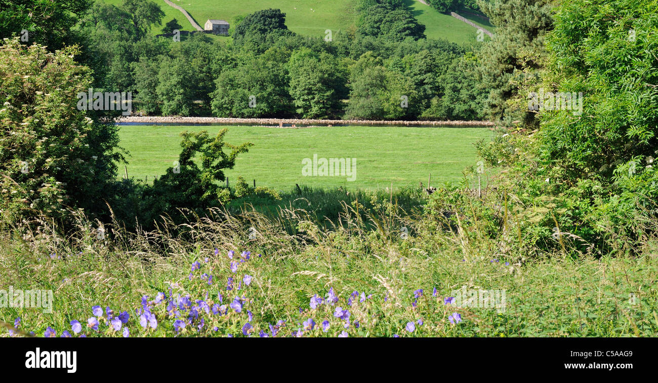 La luce del mattino in una zona appartata tratto di fiume floodplain, Swaledale, nello Yorkshire, Inghilterra Foto Stock