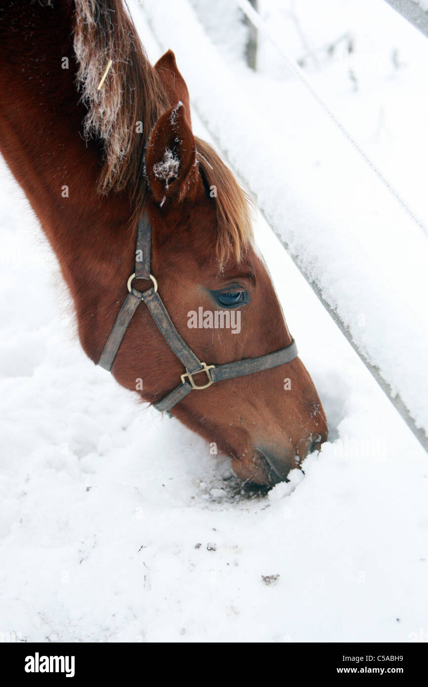 Un cavallo in cerca di cibo nella neve Foto Stock