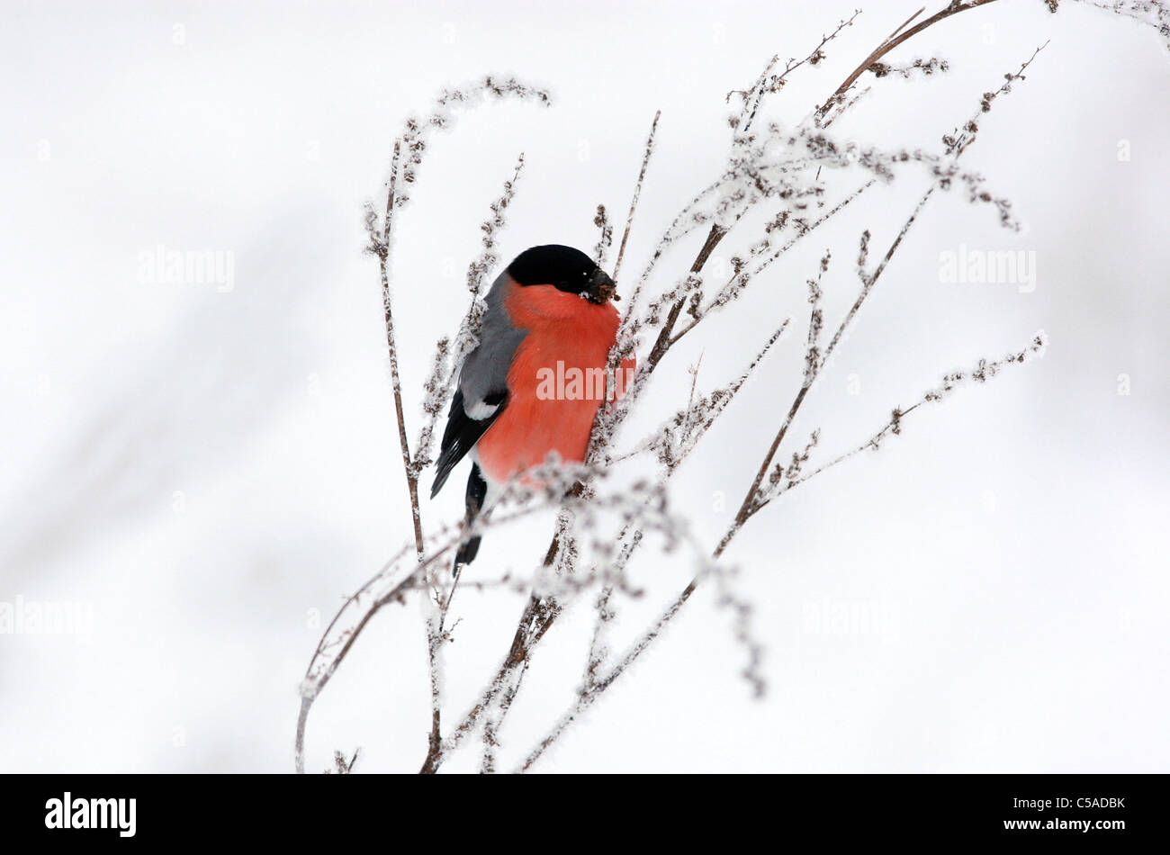 Un bullfinch seduta su una coperta di neve ramoscello Foto Stock