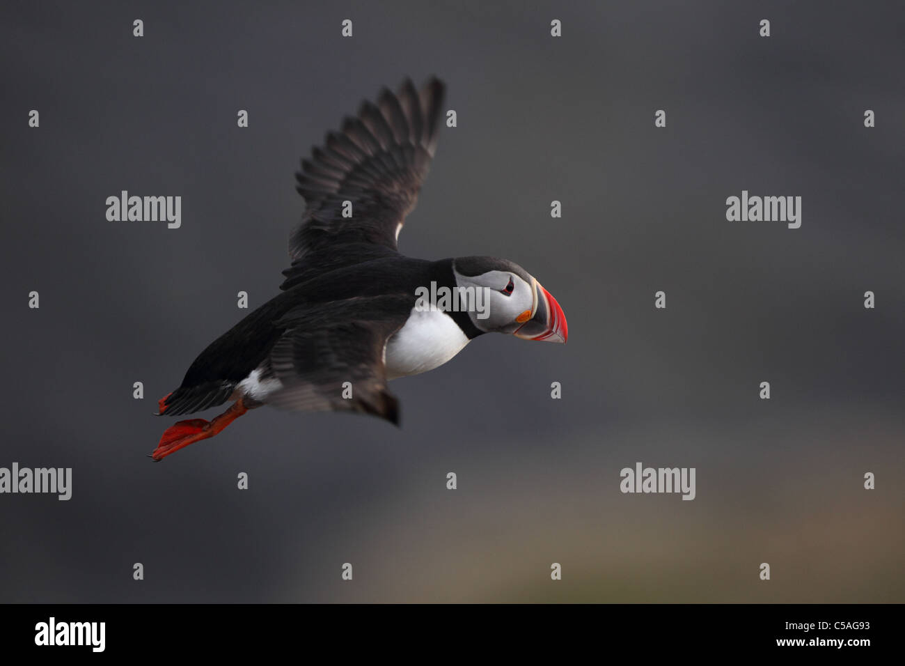 Puffin (Fratercula arctica) in volo. Europa Foto Stock