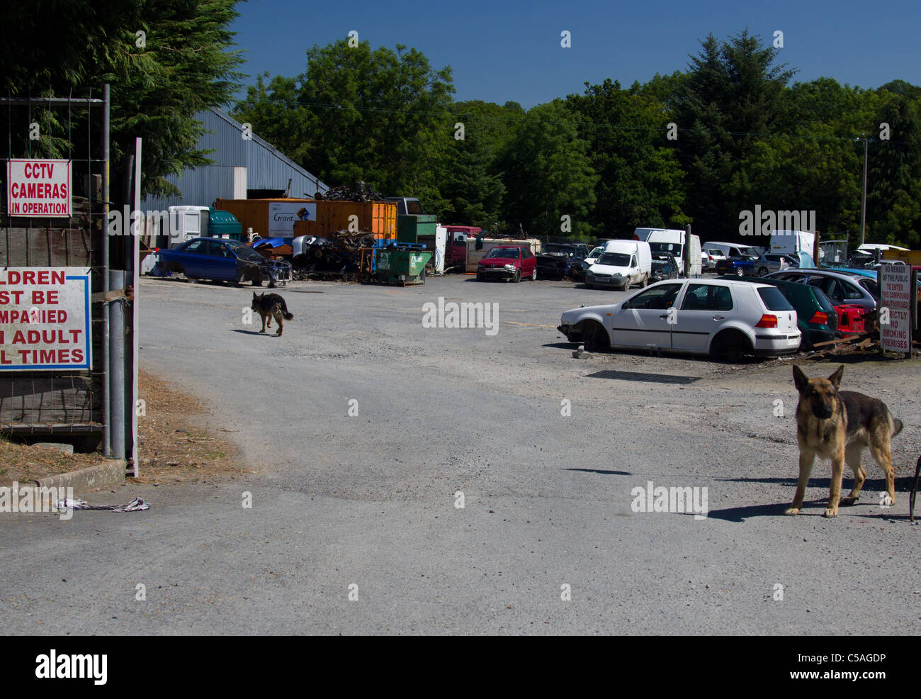 Cani dell'iarda dello scarto Foto Stock