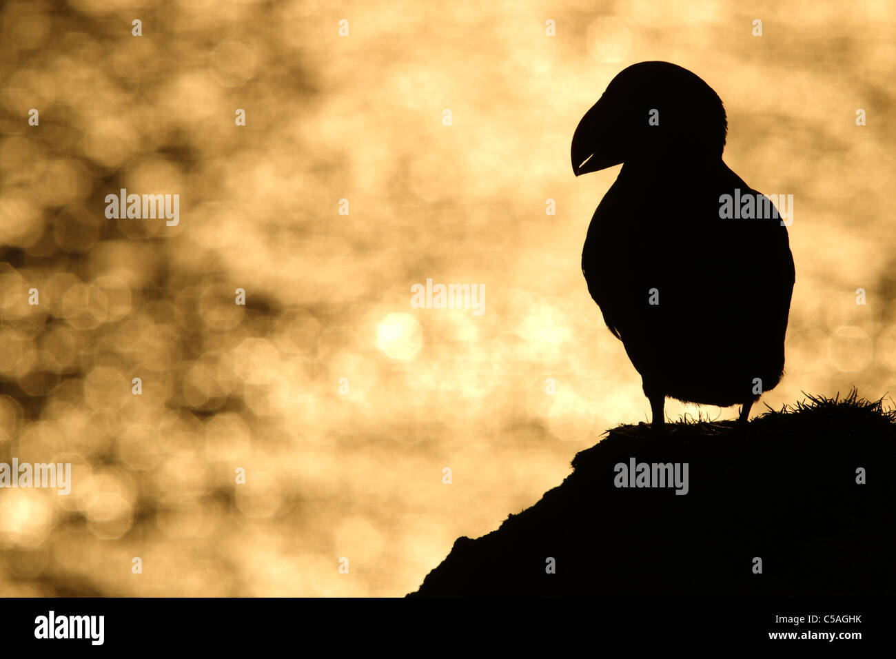 Puffin (Fratercula arctica) silhouette al tramonto. Europa Foto Stock