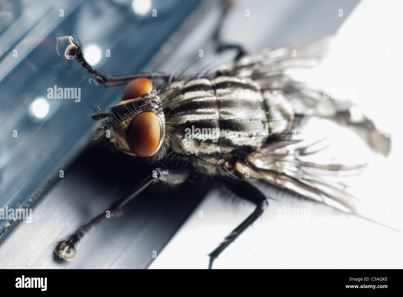 Fly insetto seduti sul telaio della finestra Foto Stock