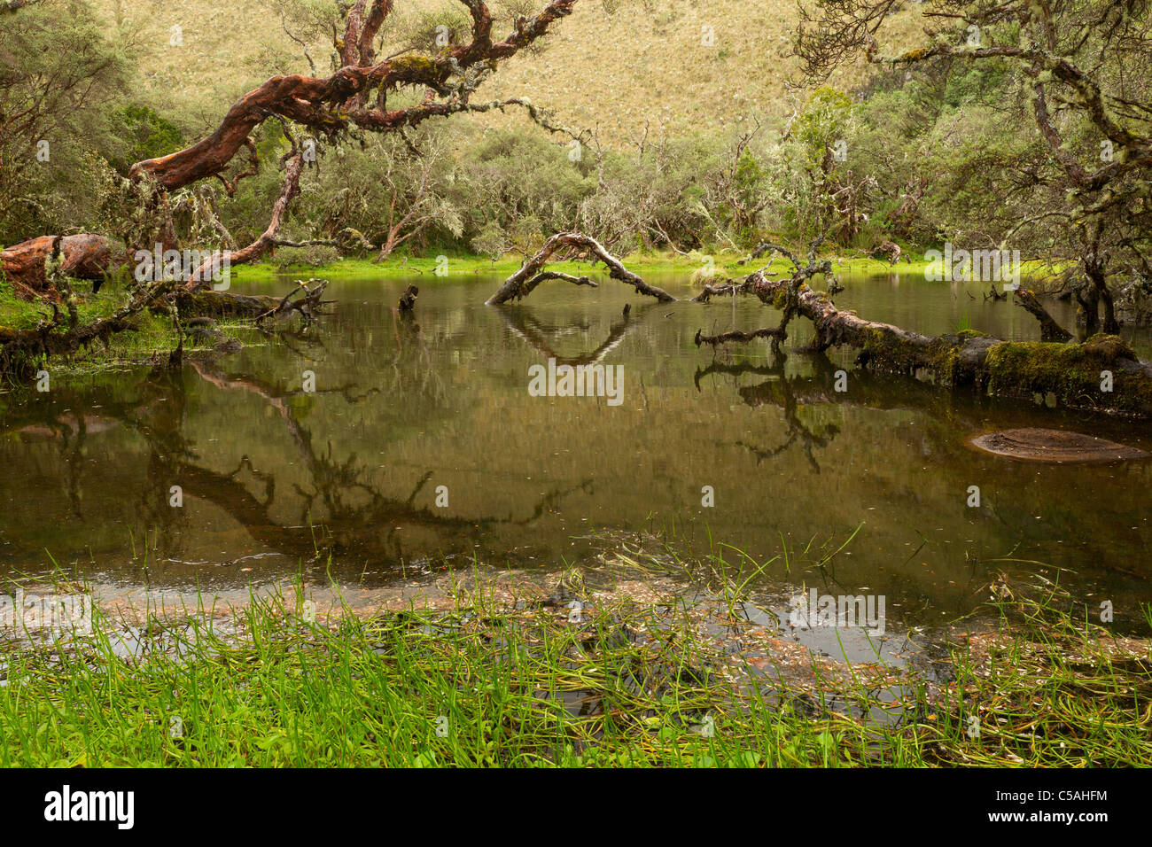 Laguna in antiche Polylepis foresta in Ecuador stimato essere di 3000 anni Foto Stock