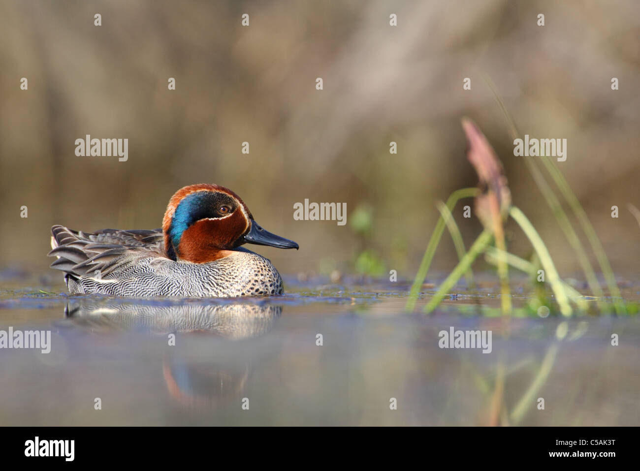 Comune maschio Teal (Anas crecca) Foto Stock