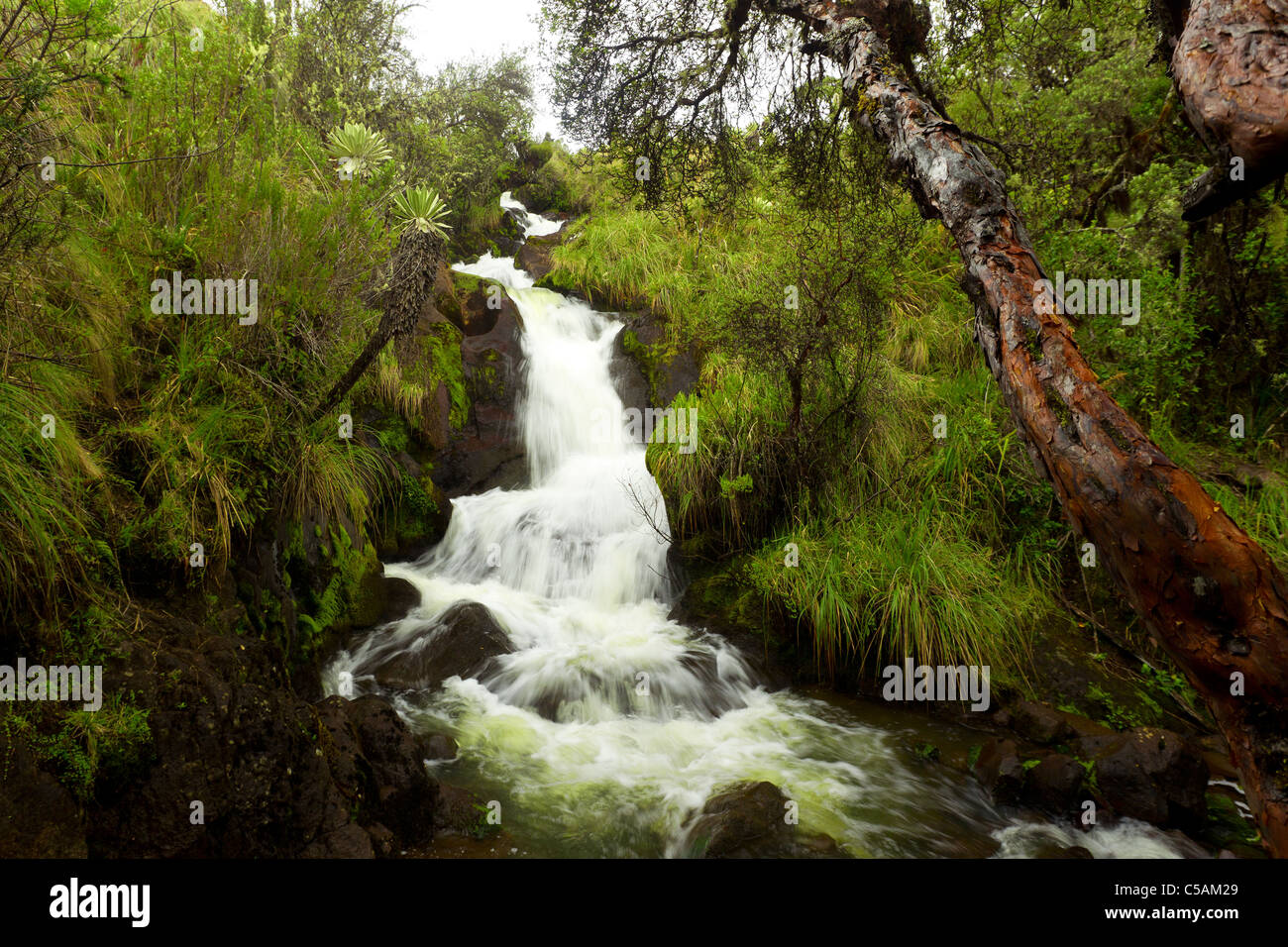 Una piccola cascata nella foresta pluviale Ecuador Foto Stock