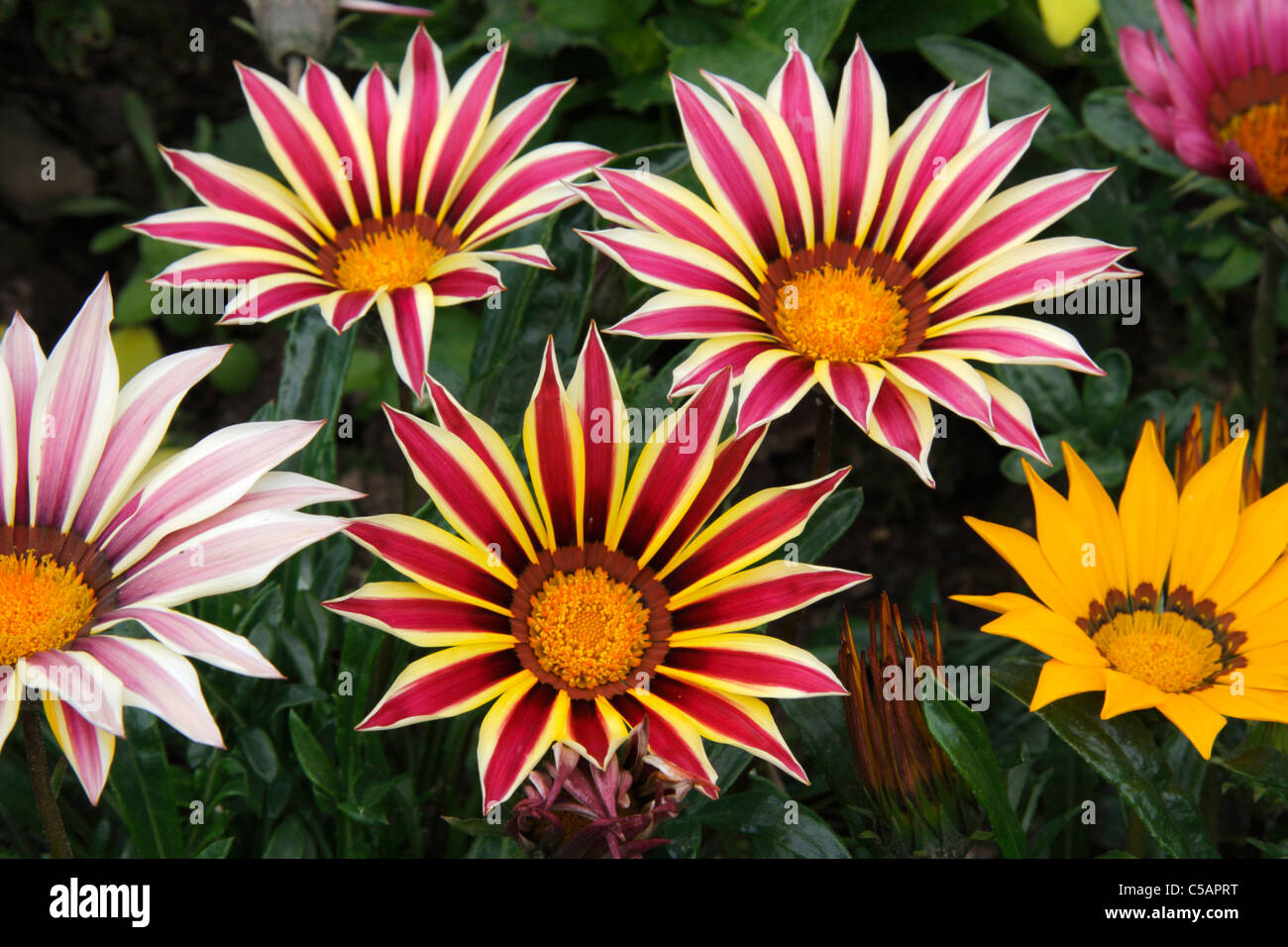 Striped Gazania fiori Foto Stock