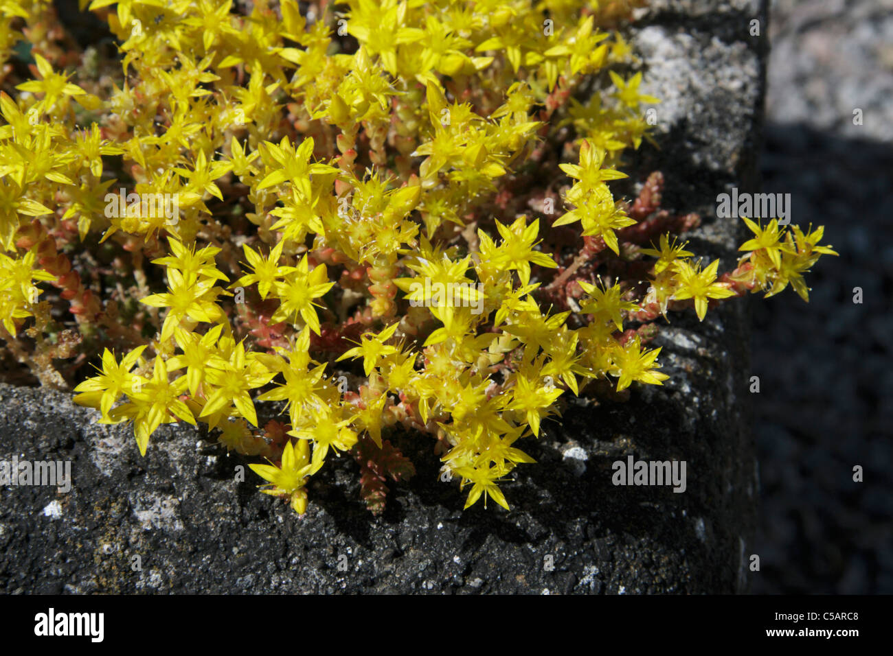 Fiori gialli di Sedum acre nel trogolo alpina nel giardino. Foto Stock