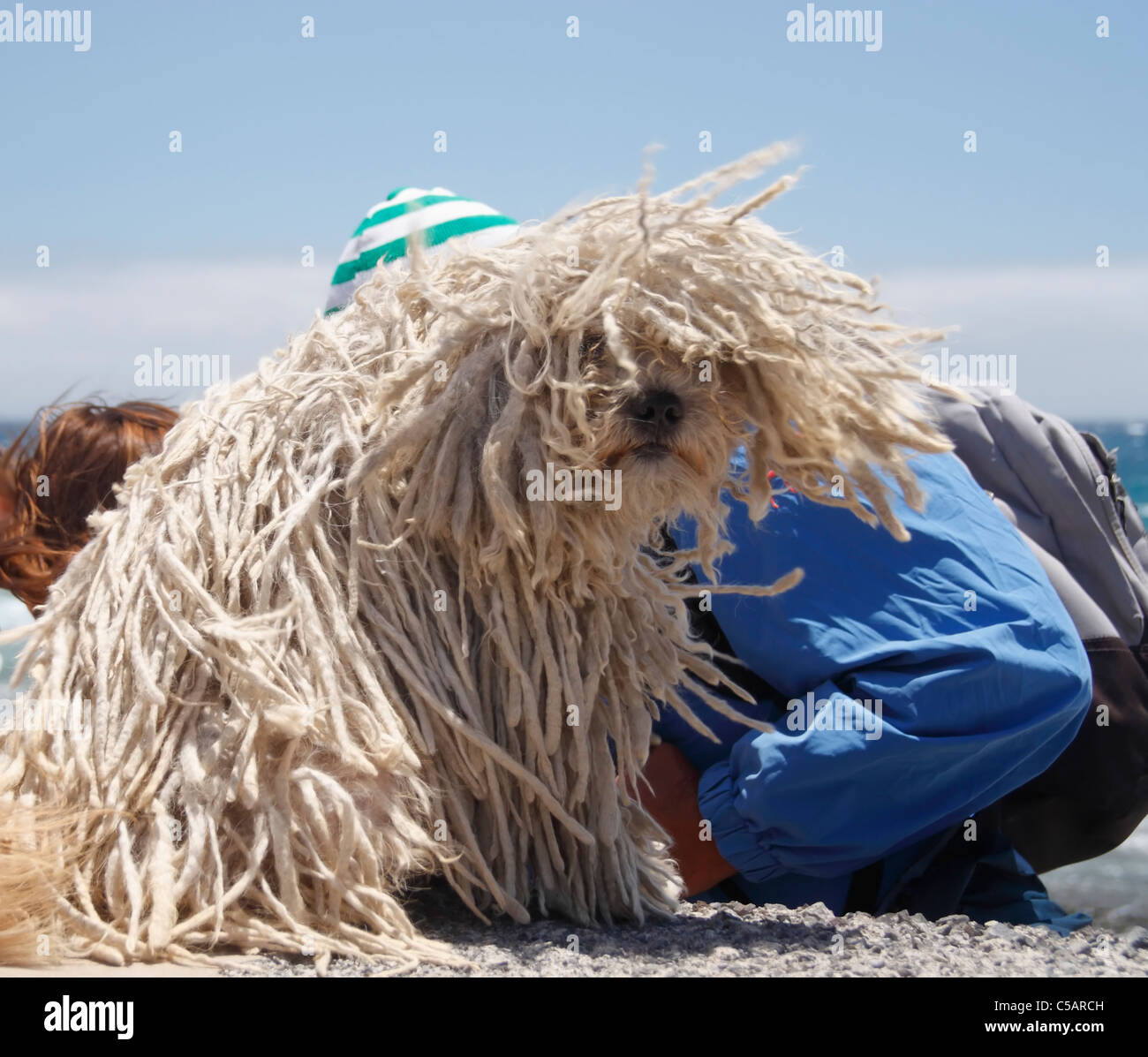 Puli razza di cane - noto anche come acqua ungherese cane - con il suo unico Dreadlock-lile cordate coat sulla giornata di vento sulla costa Foto Stock Puli razza di cane - noto anche come acqua ungherese cane - con il suo unico Dreadlock-lile cordate coat sulla giornata di vento sulla costa Foto Stock
