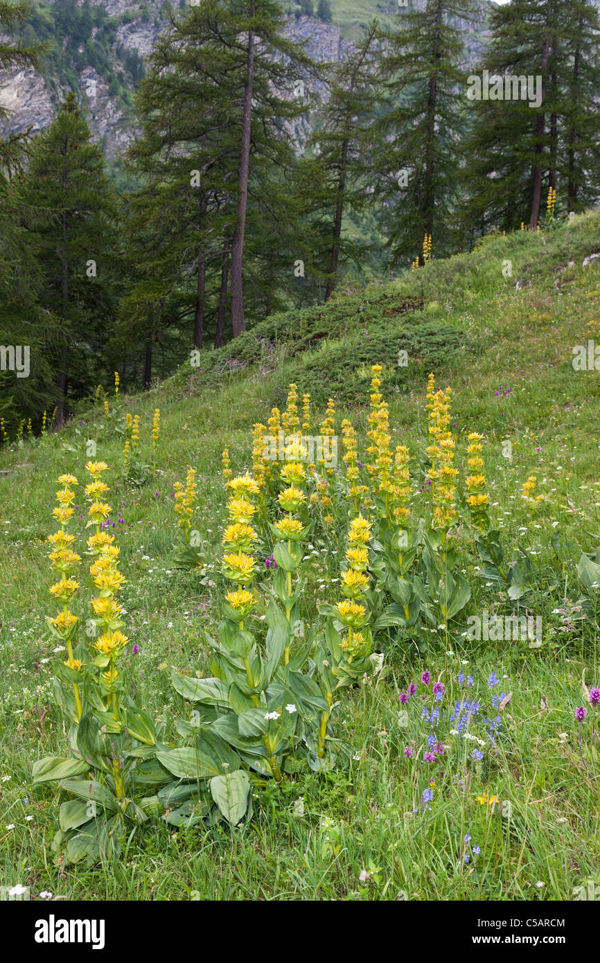 Grande giallo, genziana lutea Gentiana, Alpi Italiane Foto Stock
