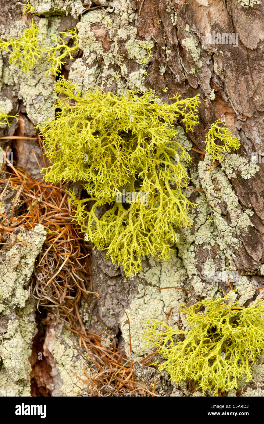 Del lupo, moss Letharia vulpina, lichen, cresce in abete, Alpi Italiane. La specie si verifica anche in America del Nord Foto Stock