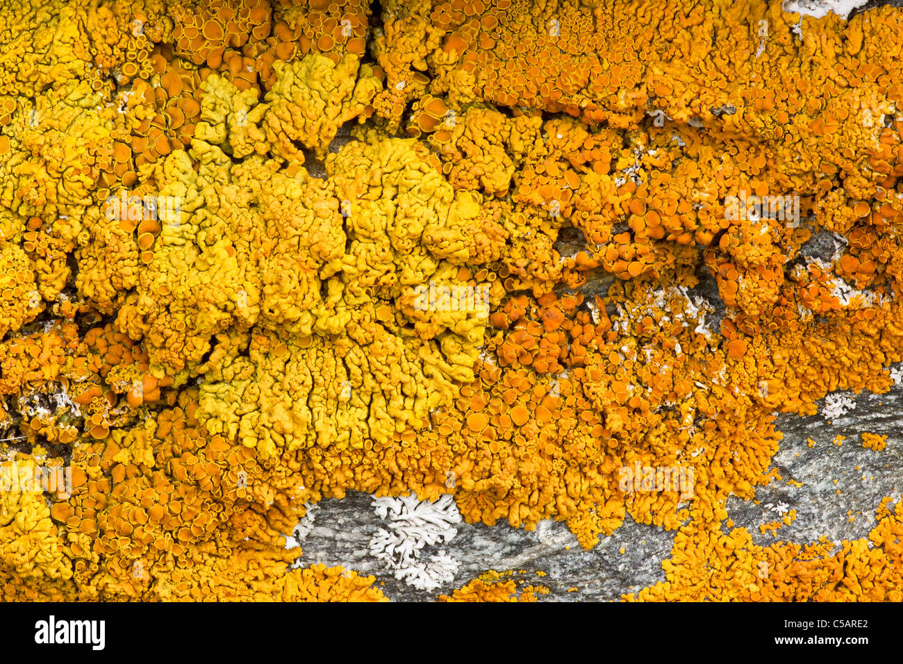 Un lichene crustose, probabilmente specie Caloplaca, Valgrisenche, Alpi Italiane. Foto Stock