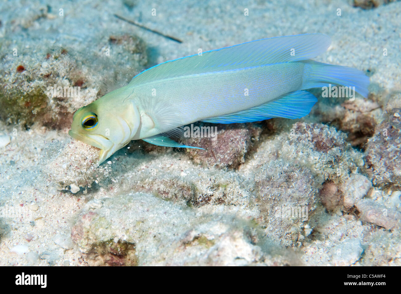 Un Yellowhead Jawfish pulisce fuori il suo nido su una scogliera in Little Cayman. Foto Stock