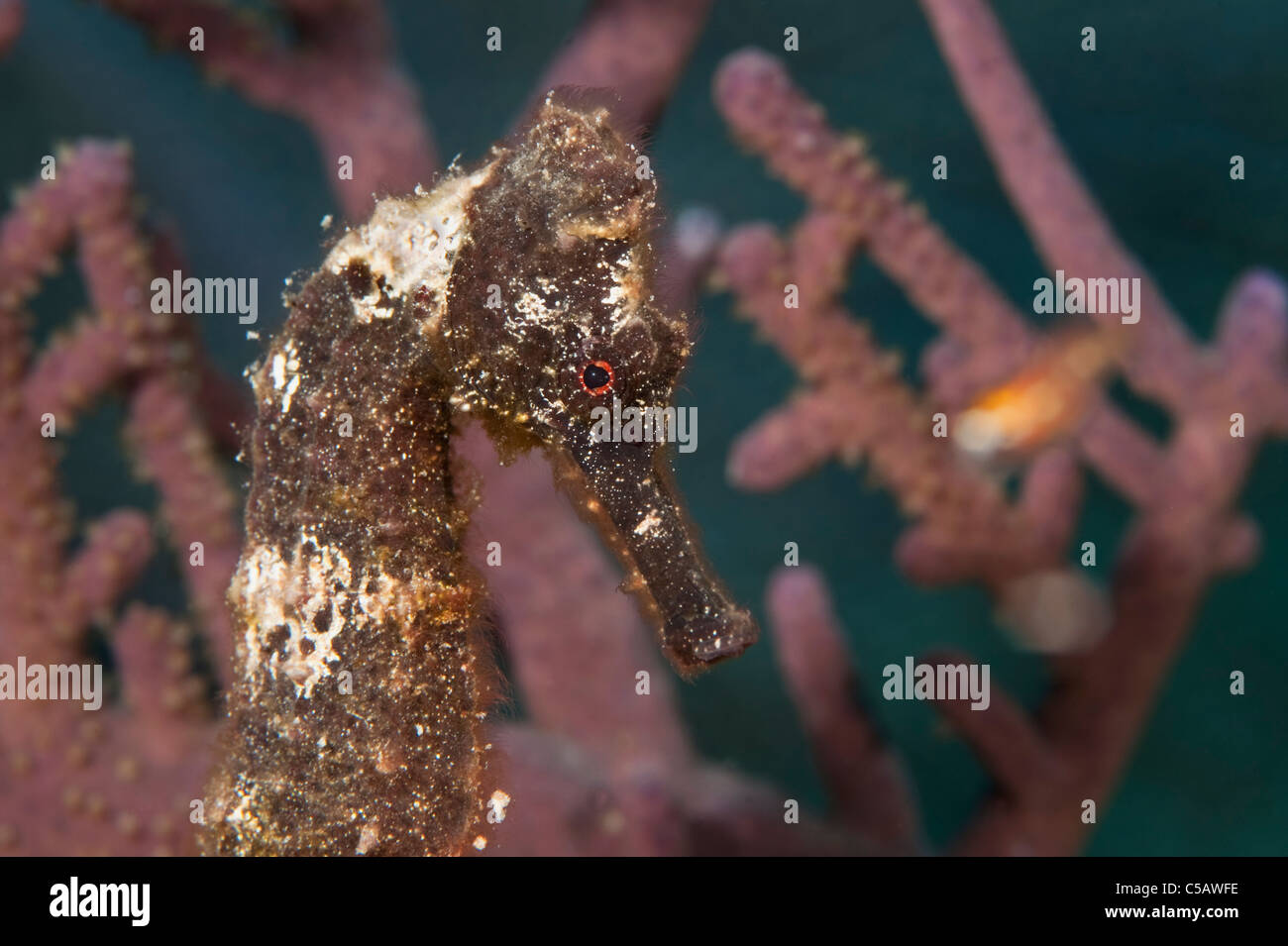 Cavalluccio Marino Longsnout su una scogliera in Little Cayman. Foto Stock