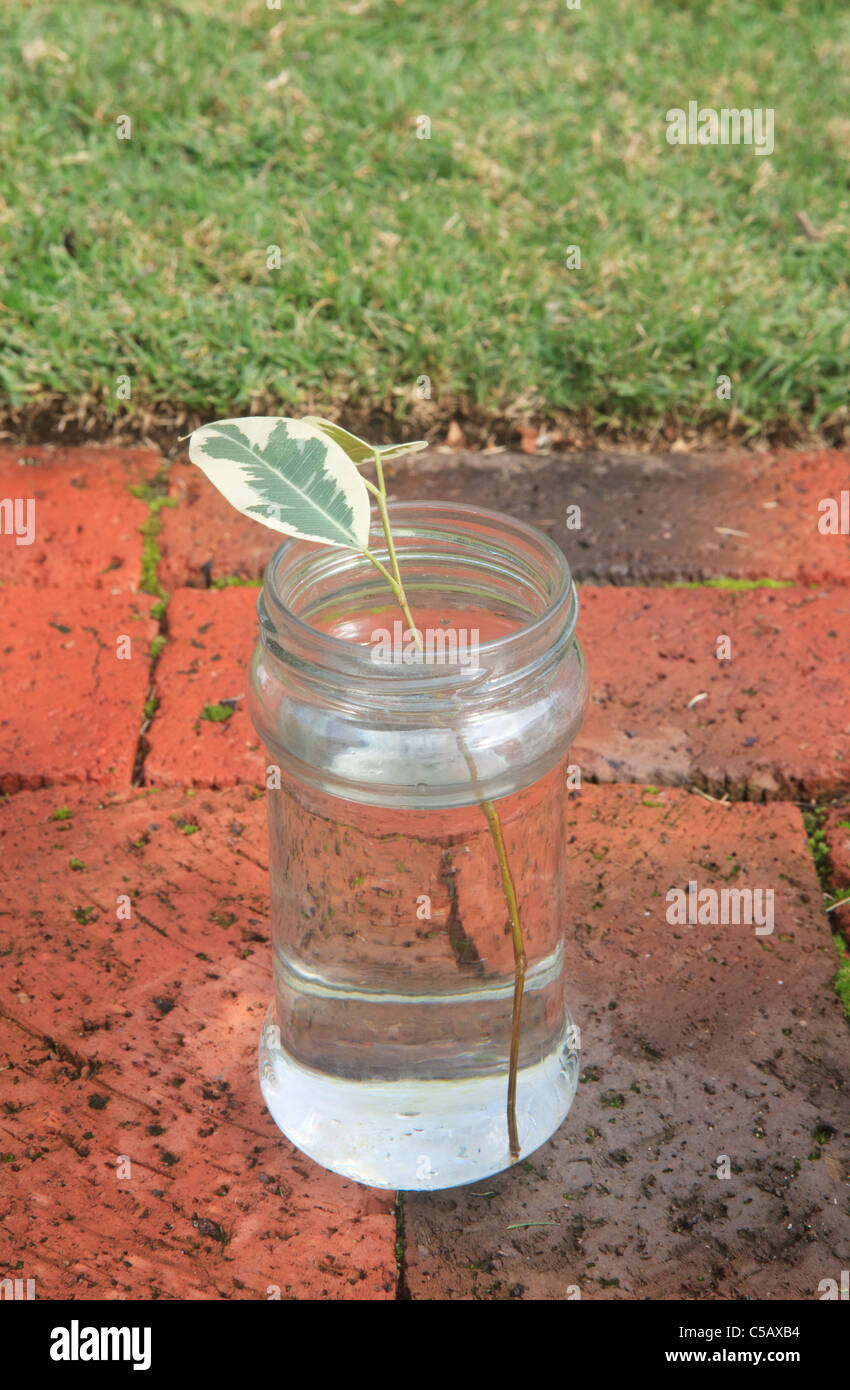Propagazione nel vegetale di una variegata Fig Tree. Foto 2 di 10: Nuovo taglio in vaso di acqua. Foto Stock