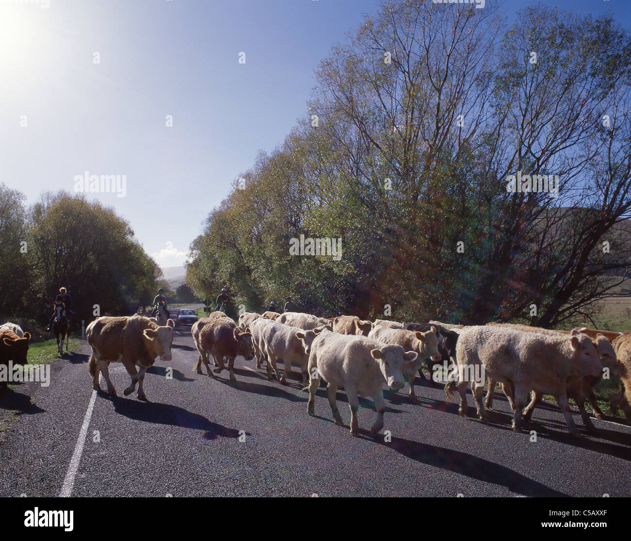 Strada raduno del bestiame, piccolo fiume, Penisola di Banks, Canterbury, Nuova Zelanda Foto Stock