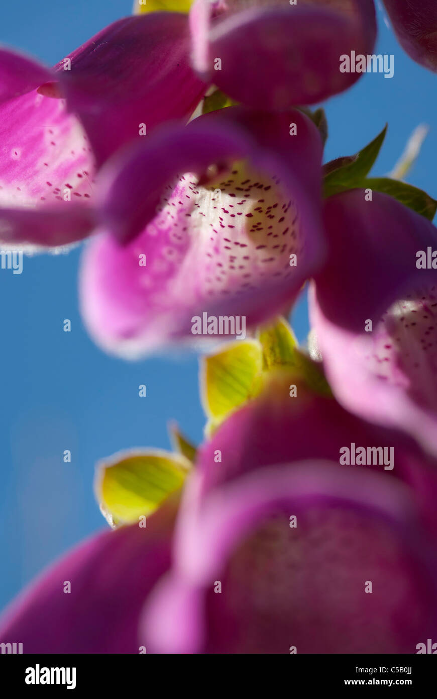 Close up di Digitalis purpurea fiori. Noto anche come Foxglove, comune Foxglove, Viola Foxglove o Lady del guanto. Foto Stock