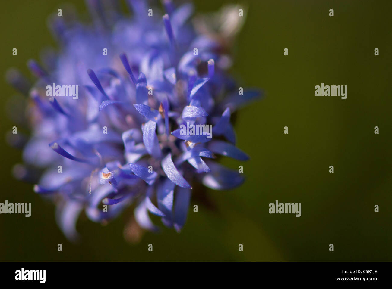 Close up Jasione montana fiore. Noto anche come pecore di bit. Foto Stock