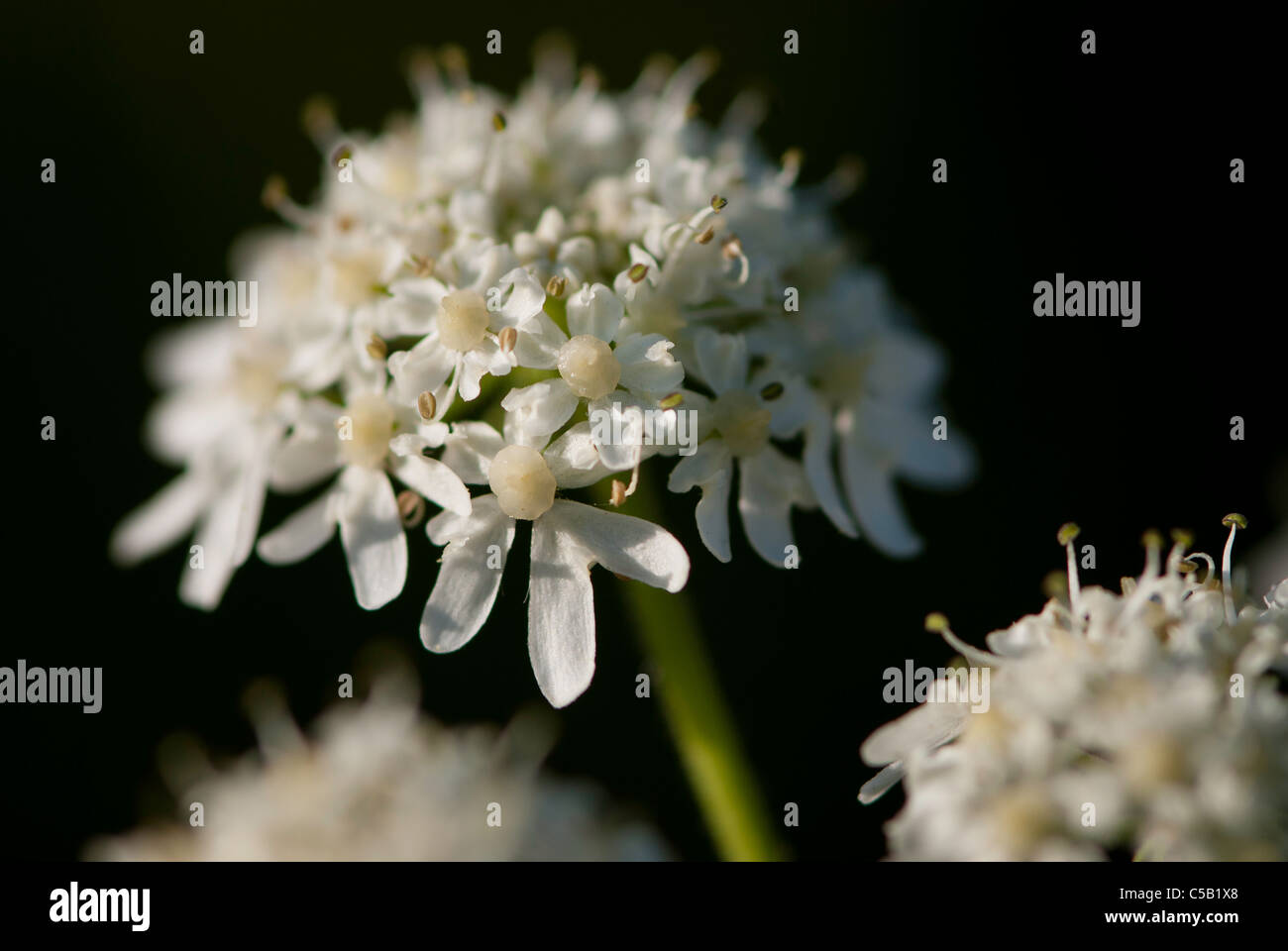 Close up Heracleum sphondylium fiori. Noto anche come Hogweed comune. Foto Stock