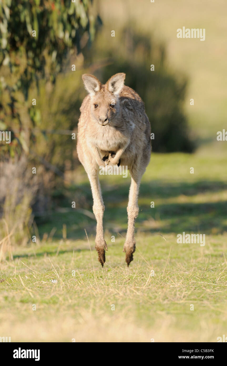 Grigio orientale Kangaroo Macropus giganteus Bounding fotografato in ACT, Australia Foto Stock