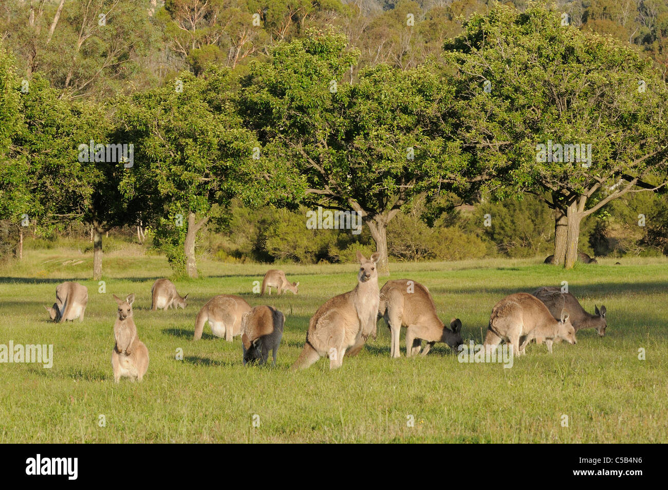 Grigio orientale Kangaroo Macropus giganteus pascolo Mob fotografato in ACT, Australia Foto Stock