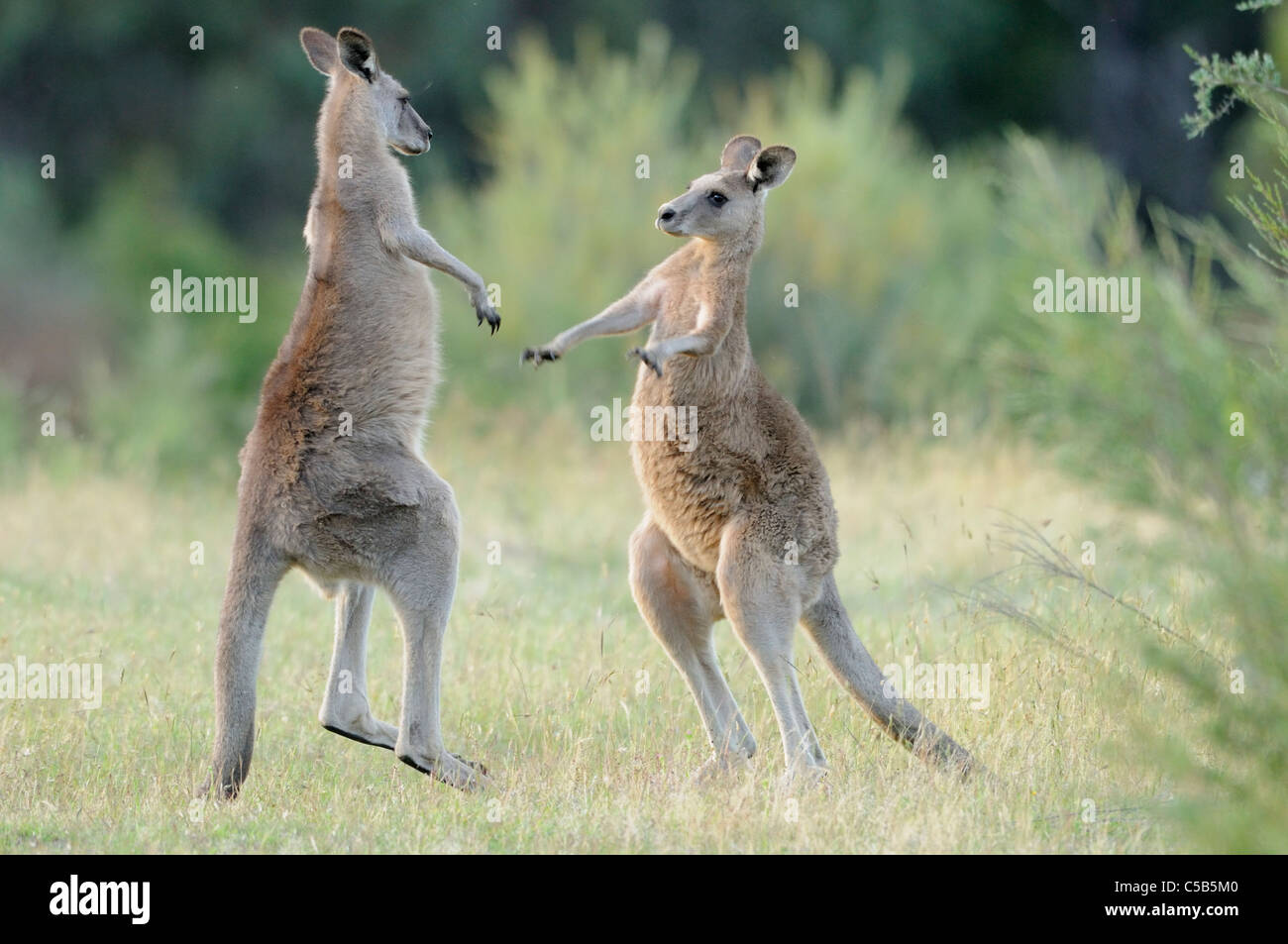 Grigio orientale Kangaroo Macropus giganteus maschi boxing fotografato in ACT, Australia Foto Stock