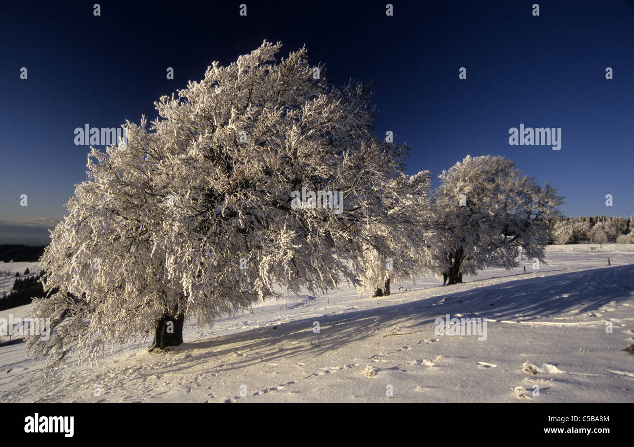 Inverno su Mt. Schauinsland, della Foresta Nera, vicino a Freiburg Foto Stock