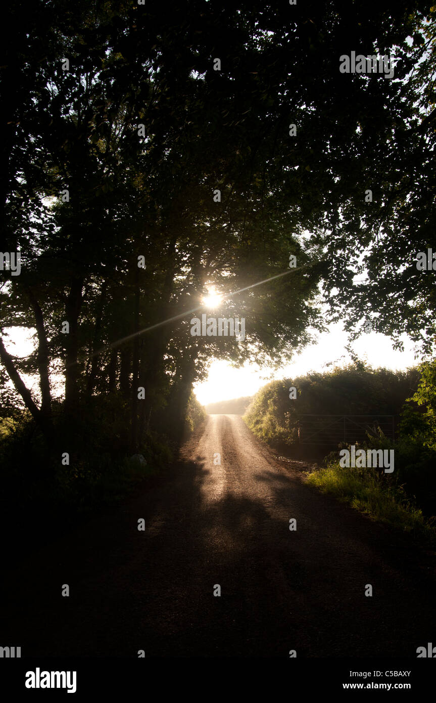 Kidwelly Galles early morning mist con luce solare attraverso la struttura ad albero e strada Foto Stock