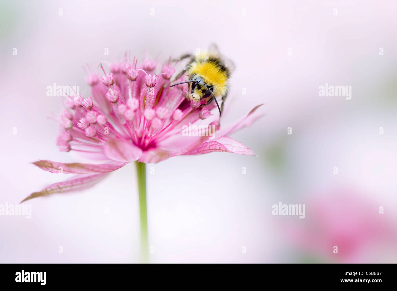 Un europeo Honeybee - Apis mellifera raccogliendo il polline da e Astrantia flower -masterwort Foto Stock