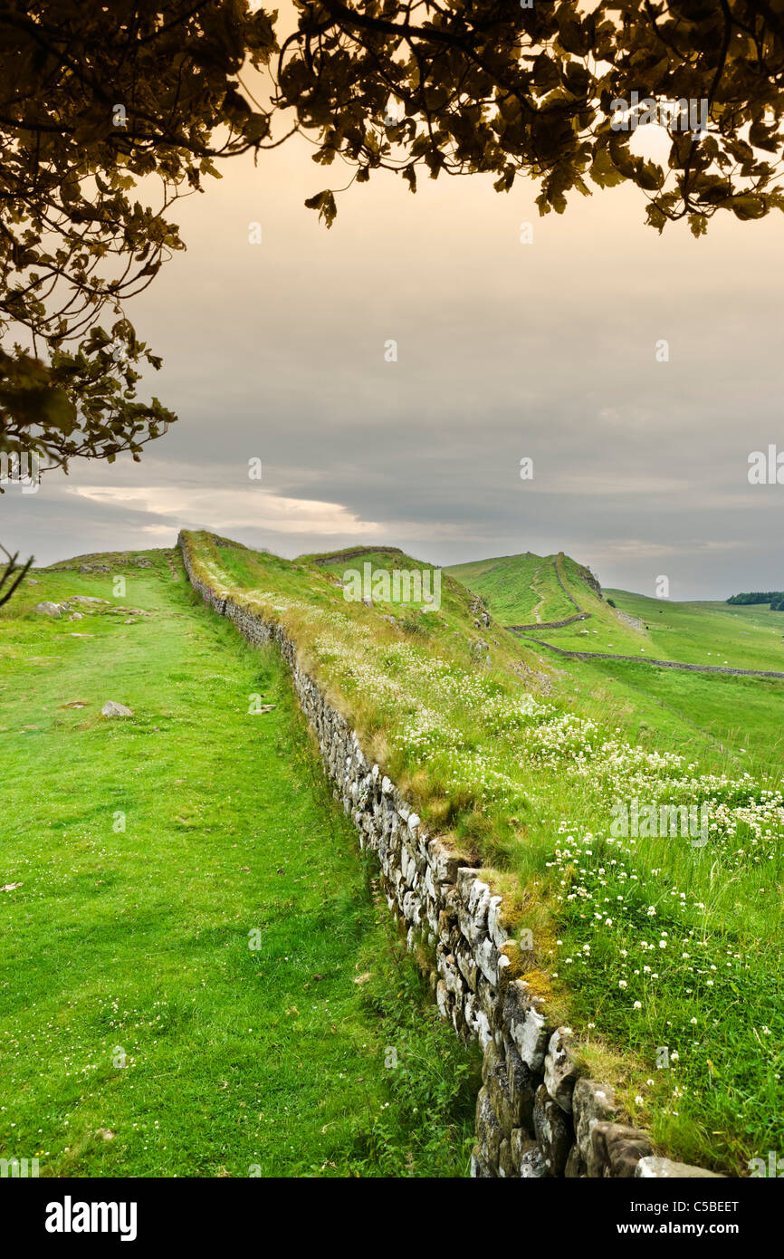 Parete di Adriano percorso nei pressi di Housesteads, Northumberland, North East England, Regno Unito Foto Stock
