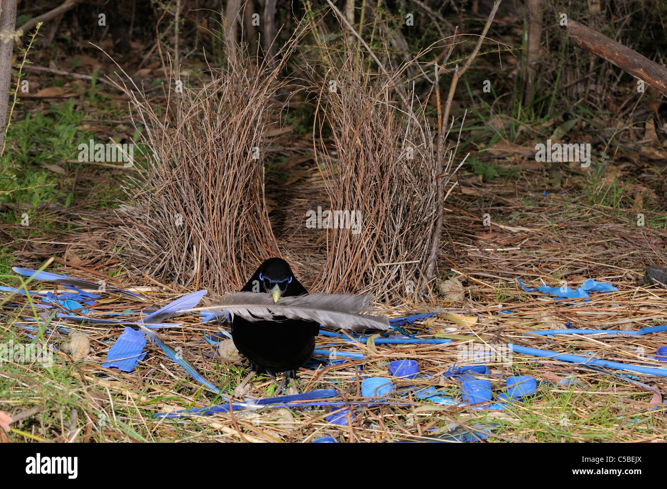 Satin Bowerbird Ptilonorhynchus tendente al violaceo disponendo maschio ornamenti a bower fotografato in ACT, Australia Foto Stock