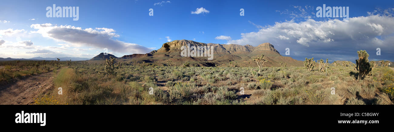 Panorama di American prateria con alberi di Joshua (Yucca brevifolia) vicino al Grand Canyon Foto Stock