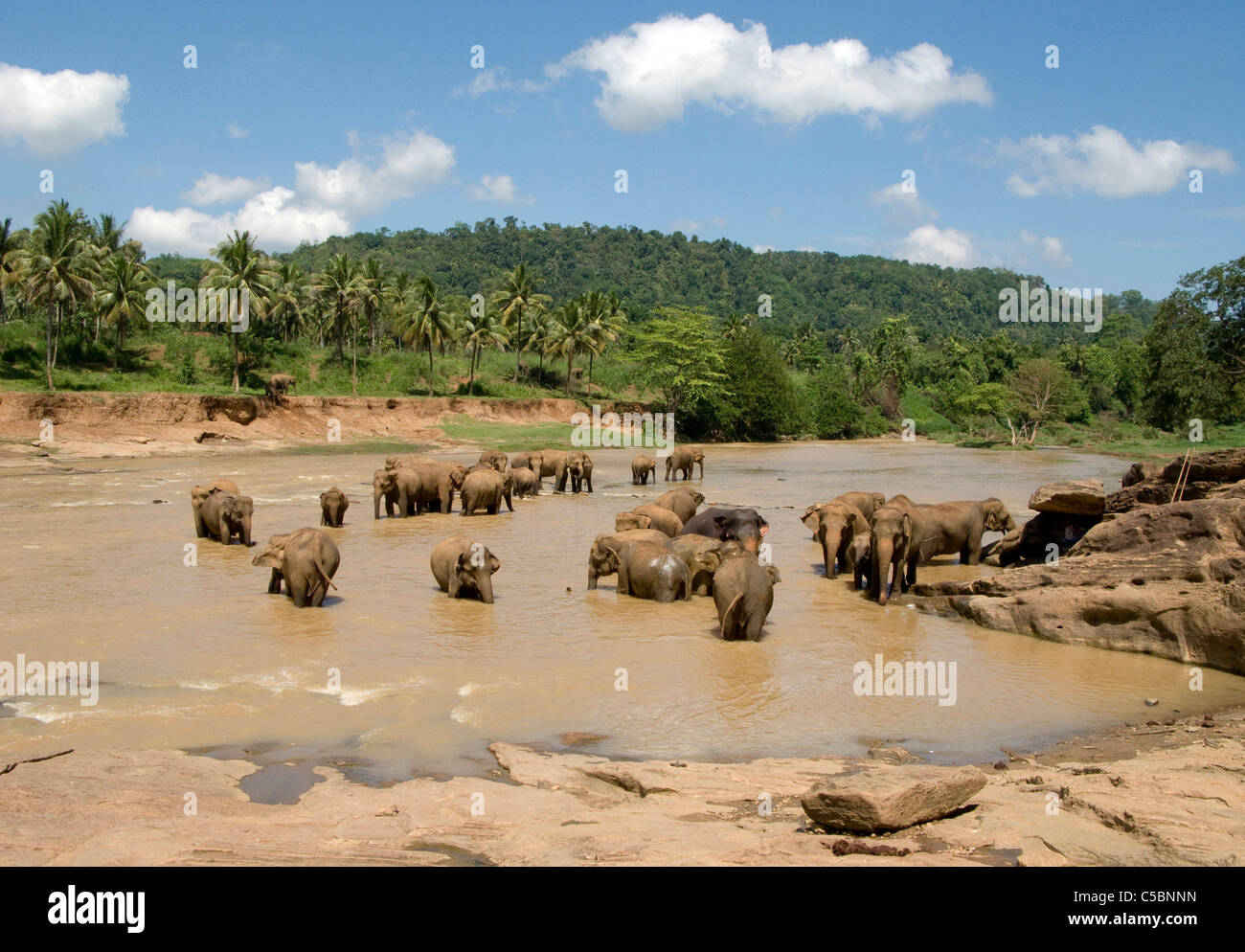 Gli elefanti godere della frescura del Ma Oya fiume durante la loro mattinata bagnarsi. Pinnewala Elephant Orfanotrofio, Sri Lanka. Foto Stock