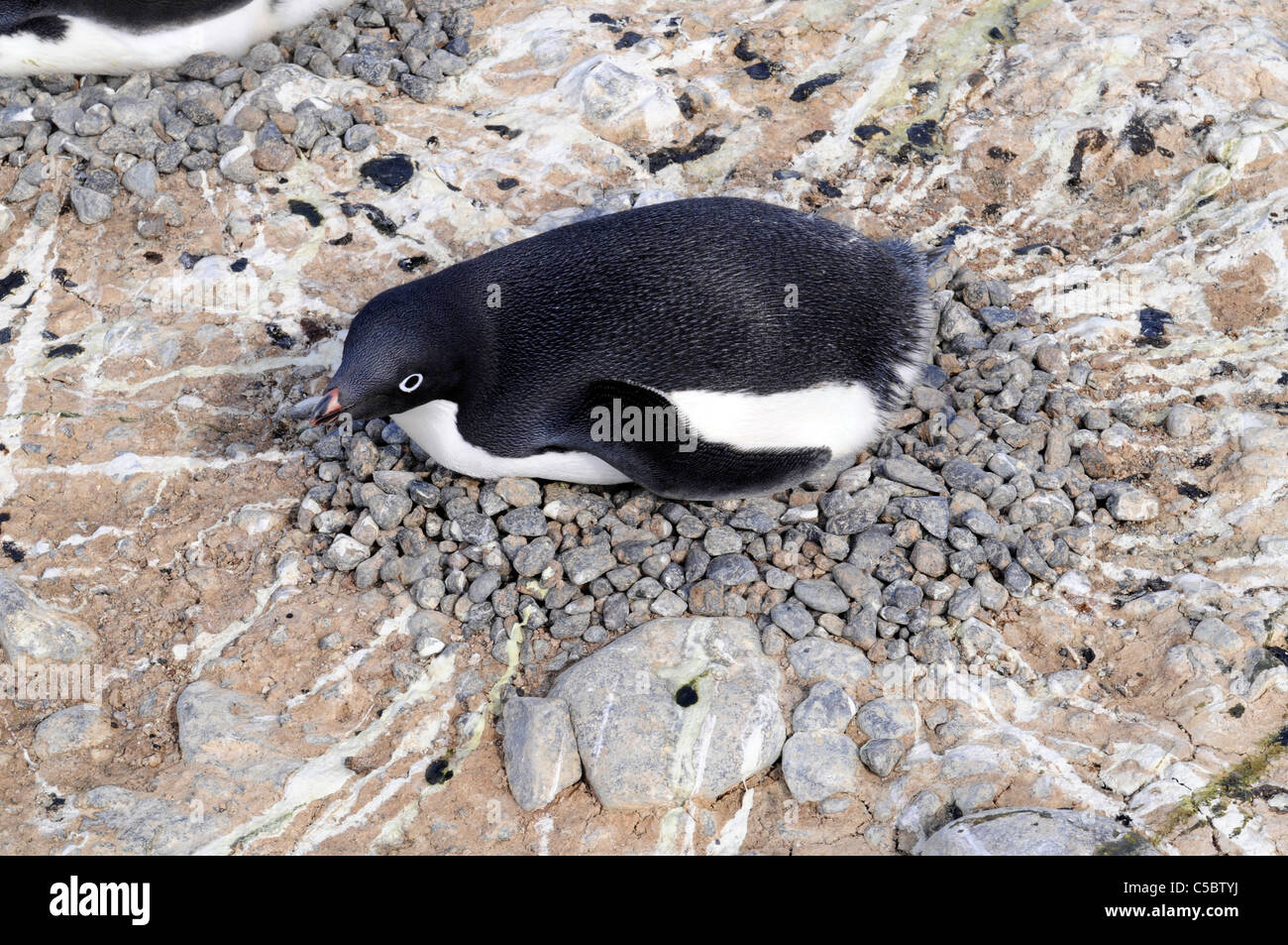 Adelie penguin su nest Cape Hallett Mare di Ross Antartide Foto Stock