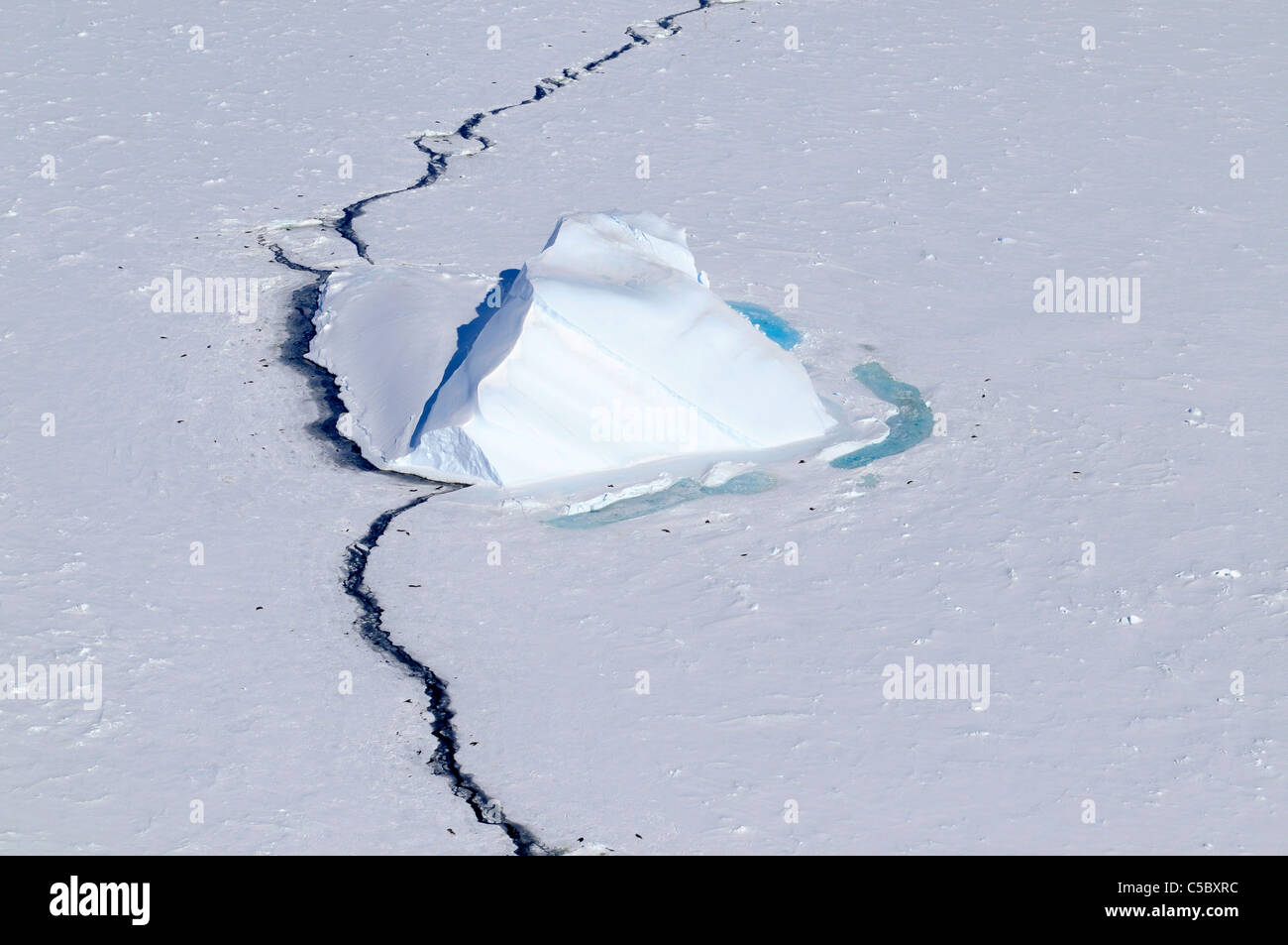Le guarnizioni di tenuta di Weddell tirate fuori per razza lungo il filo nel mare di ghiaccio a Baia Terra Nova Antartide Foto Stock