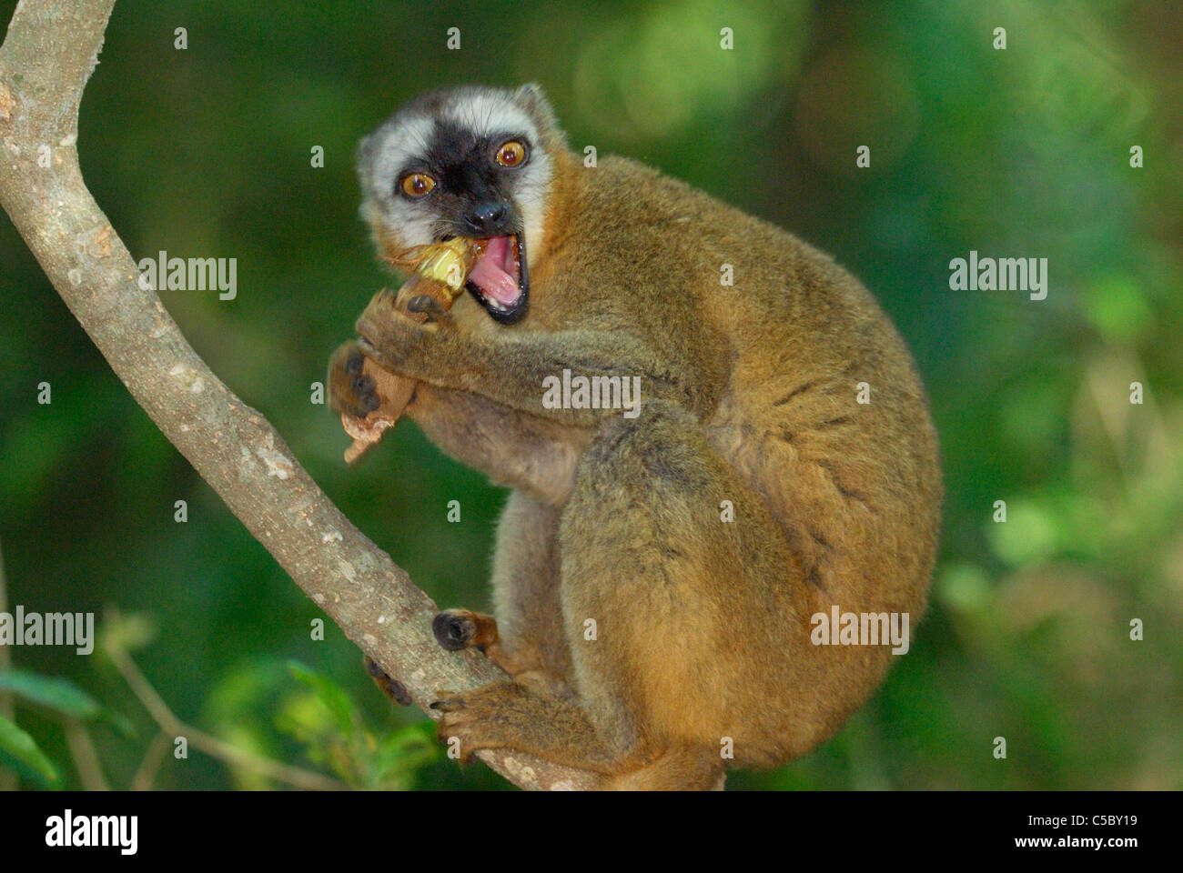 Rosso fiammante lemure marrone (il Eulemur Rufus) alimentazione a Tamarindo in Madagascar meridionale. Foto Stock