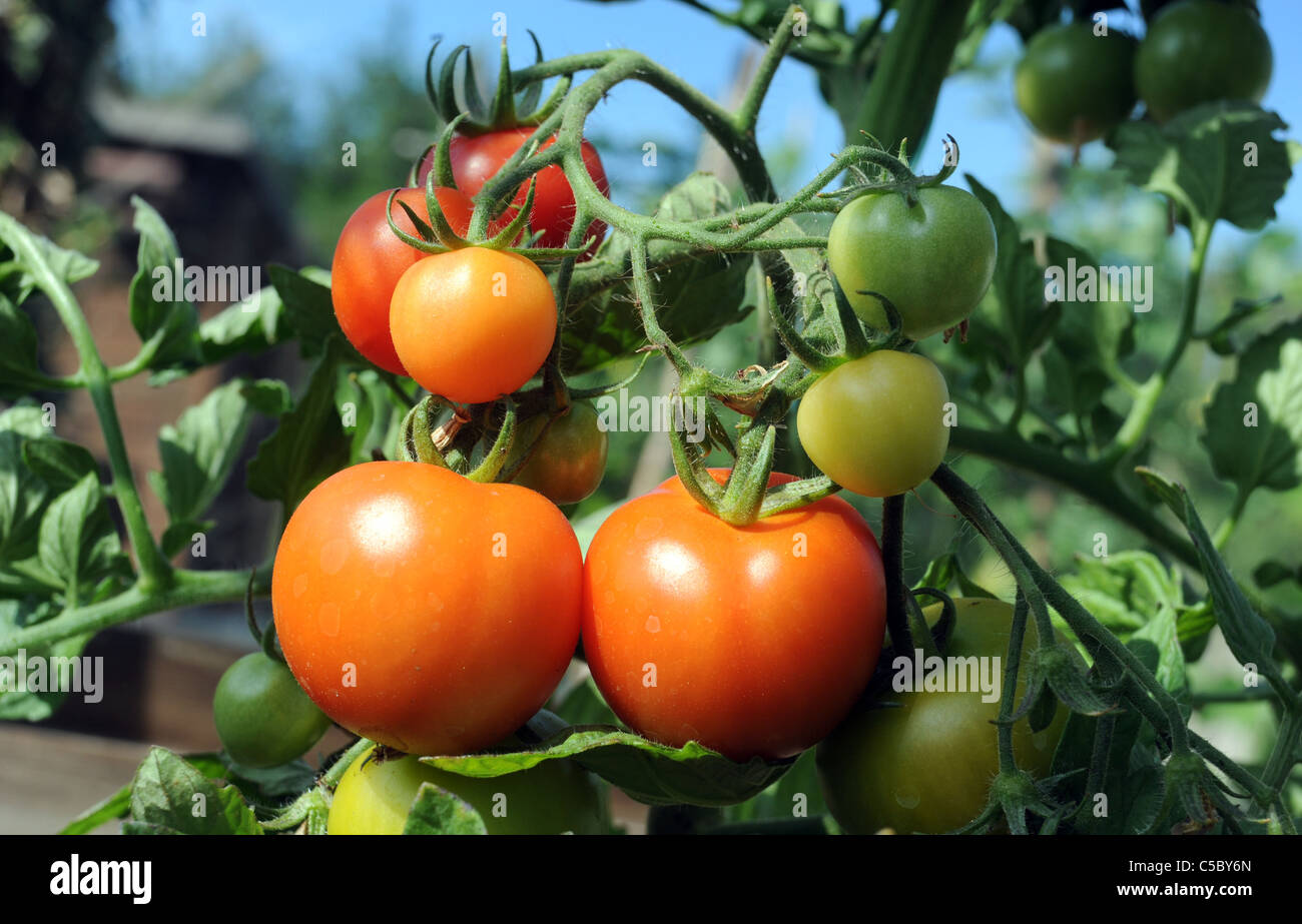 Mature e maturazione pomodori britannico che crescono in serra con cielo azzurro e sole REGNO UNITO Foto Stock