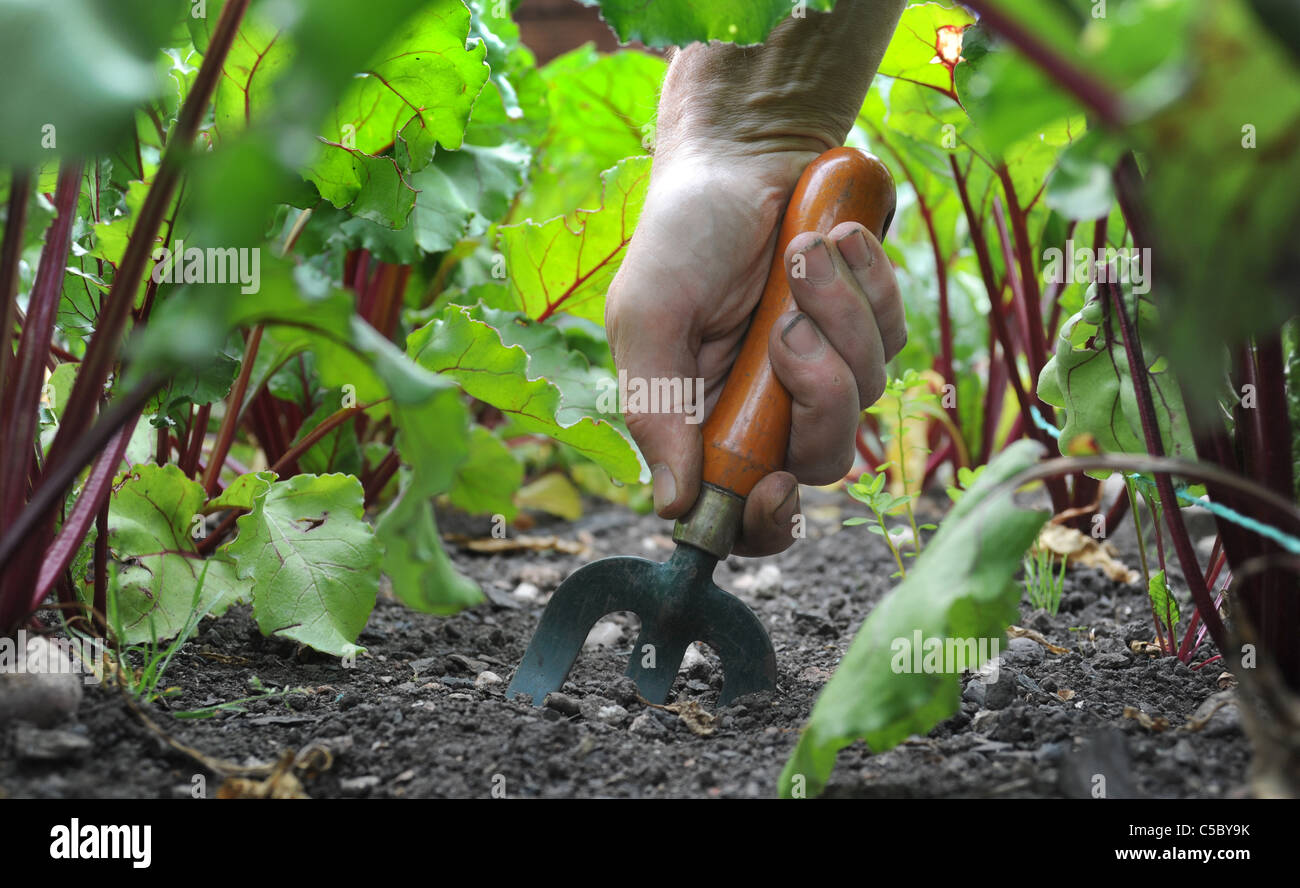 Giardiniere con la mano la forcella di scavo di giardinaggio tra barbabietole piante vegetali nel Giardino Inglese UK Foto Stock