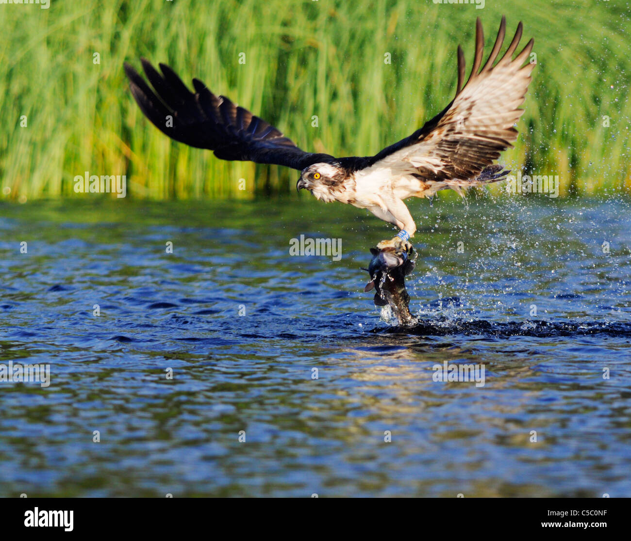 Falco pescatore Pandion haliaetus con grandi trote in artigli, Spey Valley, Scozia Foto Stock